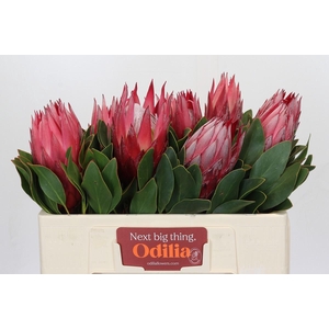 Protea Cynaroides Madiba