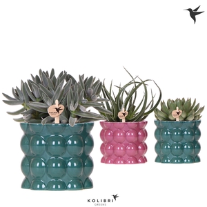 Kolibri Greens Succulenten mix in Cotton pot green mix