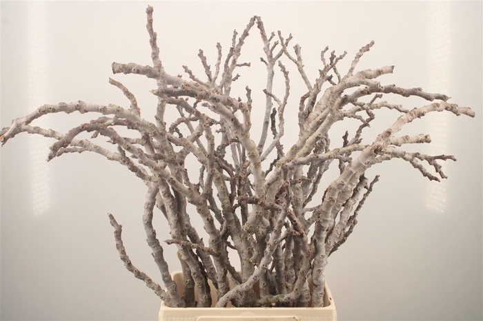 <h4>FIGUE GREY PER BUNCH</h4>