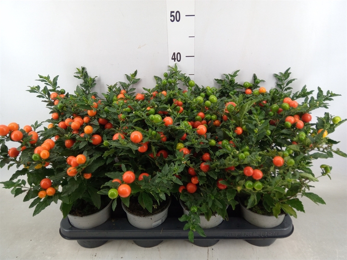 <h4>Solanum pseudocapsicum 'Bartoli'</h4>