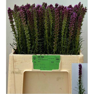 LIATRIS SPICATA