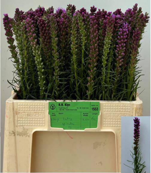 <h4>LIATRIS SPICATA</h4>