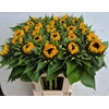 Helianthus an. 'Sunrich Orange'