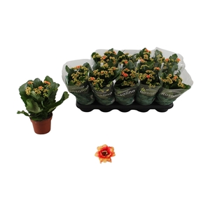 KAL GE FELIZ BICOLOR