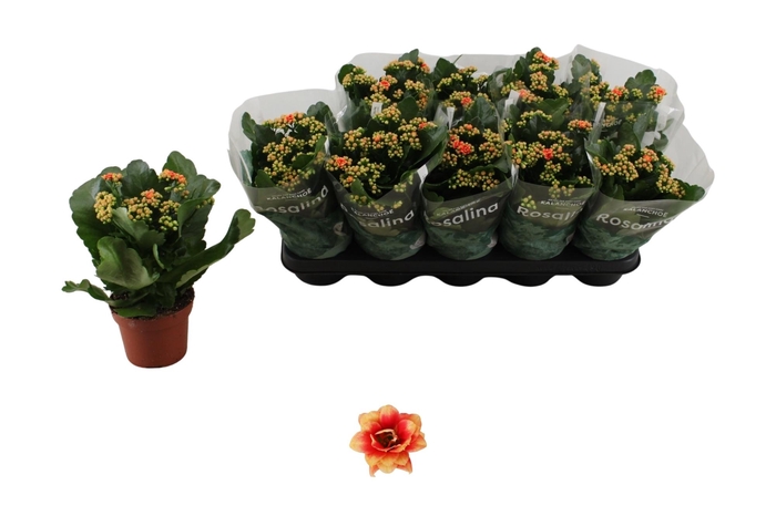 <h4>KAL GE FELIZ BICOLOR</h4>