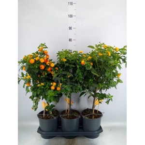 Lantana camara 'Simon Orange'