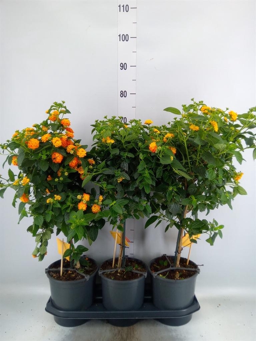 <h4>Lantana camara 'Simon Orange'</h4>