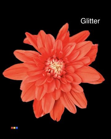 Chr T Baltica Pink + Glit Bio