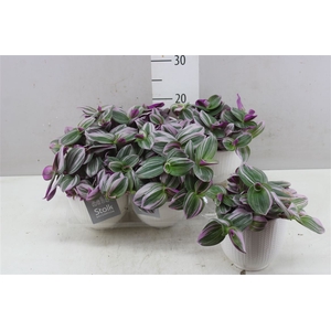 Tradescantia Albiflora 'nanouk' Liv Keramiek