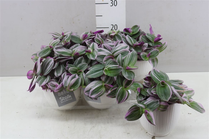 <h4>Tradescantia Albiflora 'nanouk' Liv Keramiek</h4>