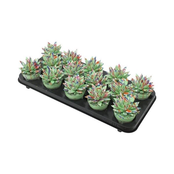 <h4>Echeveria coloured Splash pastel green</h4>