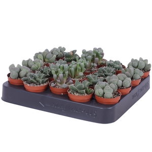 Lithops mix 5,5 cm