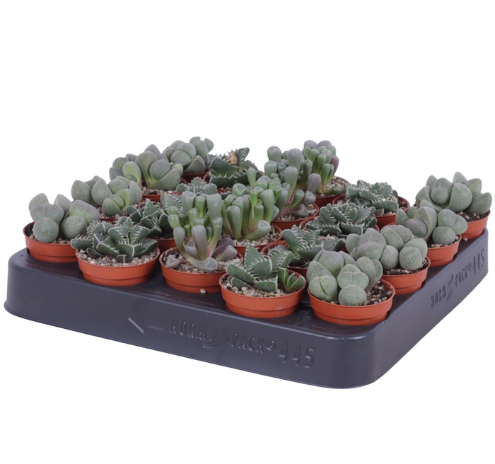 <h4>Lithops mix 5,5 cm</h4>