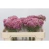 Ozothamnus Booming Pink