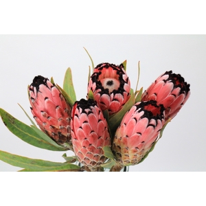 Protea Red Magic