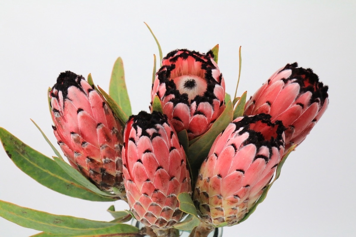 <h4>Protea Red Magic</h4>