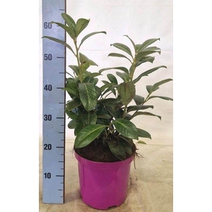 PRUN LA ROTUNDIFOLIA