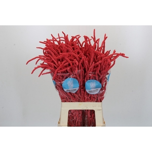 Amaranthus Yearming Desert Coral