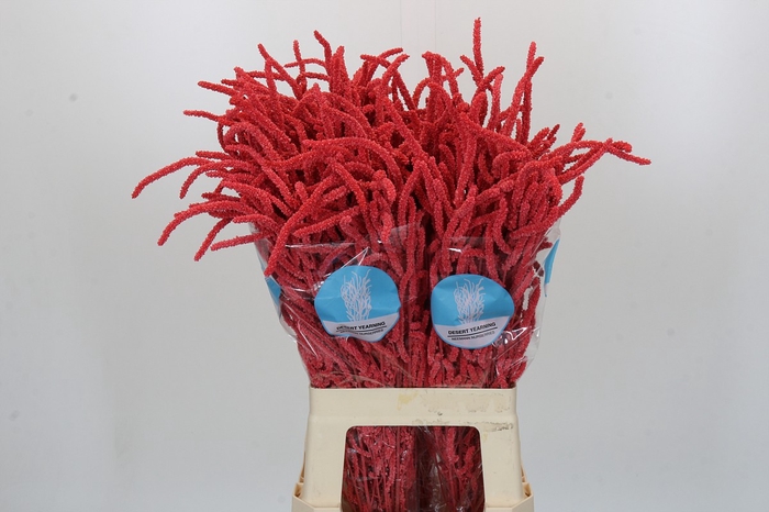 <h4>Amaranthus Yearming Desert Coral</h4>
