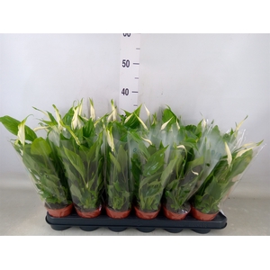 Spathiphyllum  'Chopin'