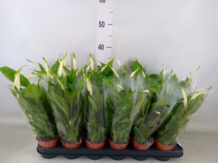<h4>Spathiphyllum  'Chopin'</h4>
