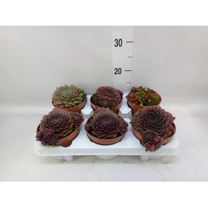 Sempervivum   ...