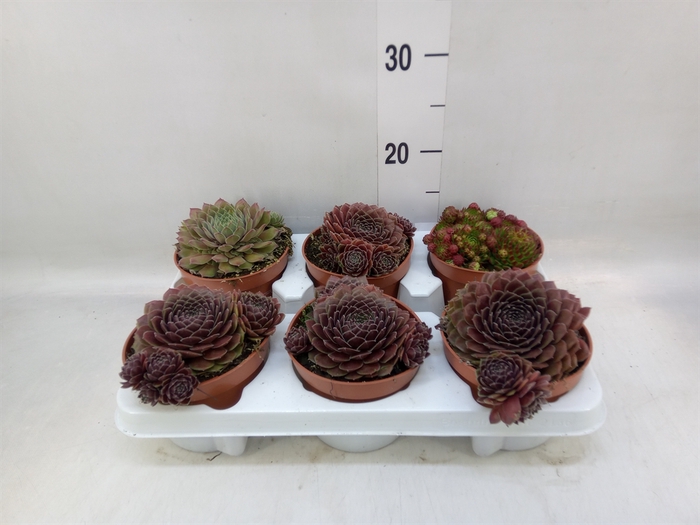<h4>Sempervivum   ...</h4>