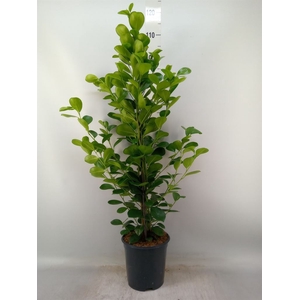 Ficus microcarpa 'Moclame'