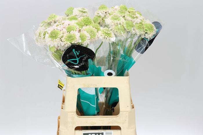 <h4>Scabiosa Atr French Vanilla Scoop</h4>