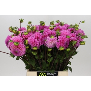 Dahlia Sweet Fabienne