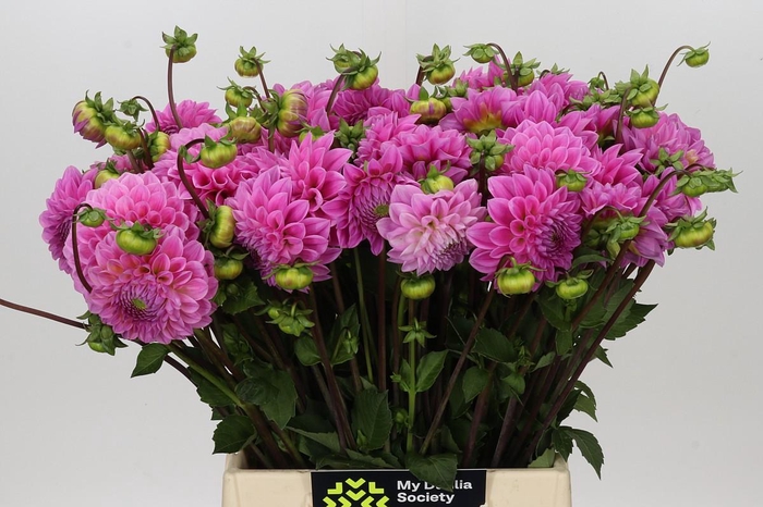 Dahlia Sweet Fabienne