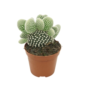 Opuntia microdasys 'Albispina'