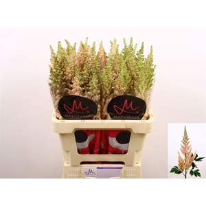 Astilbe C Vi Inferno