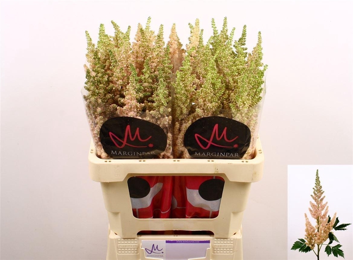 <h4>Astilbe C Vi Inferno</h4>