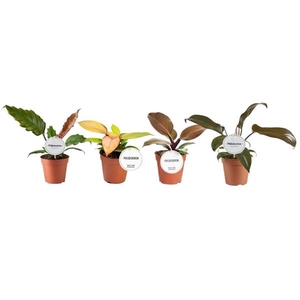 Philodendron overig