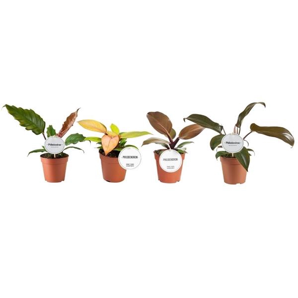 <h4>Philodendron overig</h4>