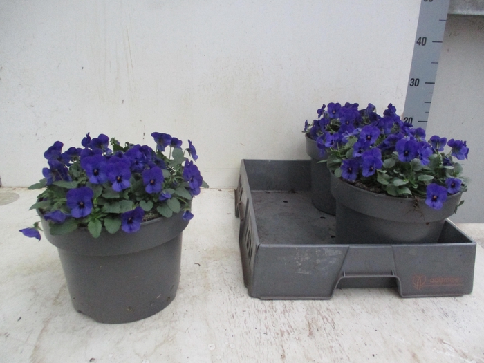 <h4>VIO CO TW DP BLUE</h4>