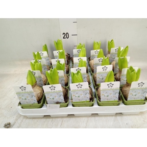 Hyacinthus orie. 'Pearl White'