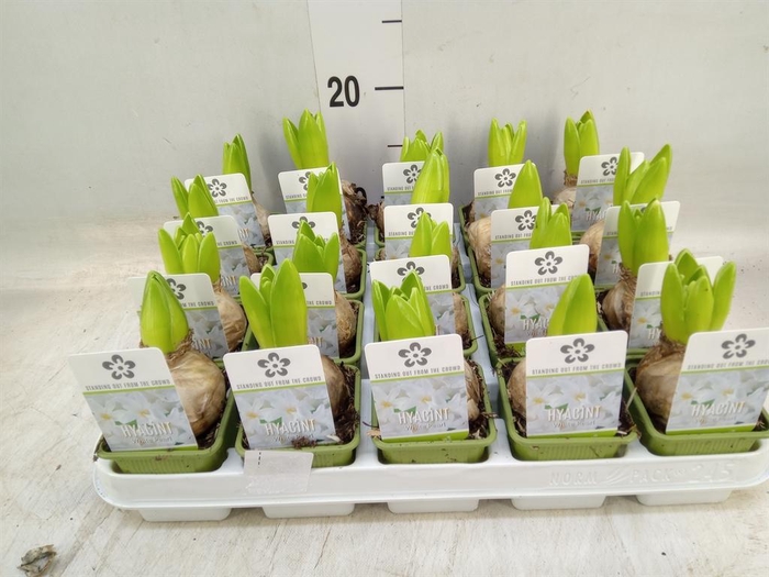 <h4>Hyacinthus orie. 'Pearl White'</h4>