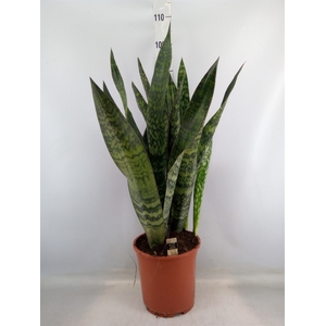 Sansevieria trifa.   ...