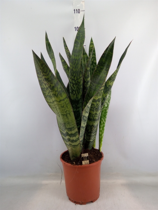 <h4>Sansevieria trifa.   ...</h4>