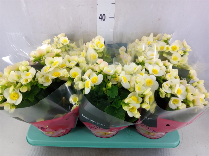 <h4>Begonia elat. HL 'Valentino White'</h4>