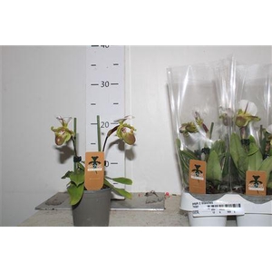 Paph 2 Branches