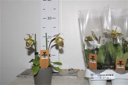 <h4>Paph 2 Branches</h4>
