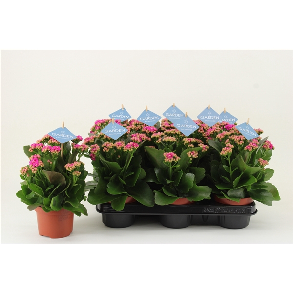 <h4>Kalanchoe Garden, Purple</h4>
