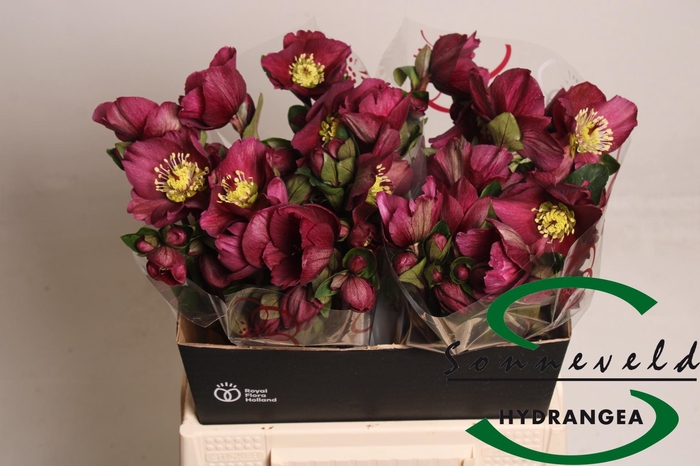 <h4>HELL AAR SARA RED</h4>