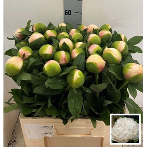 PAEO COL OWEN COUSIN