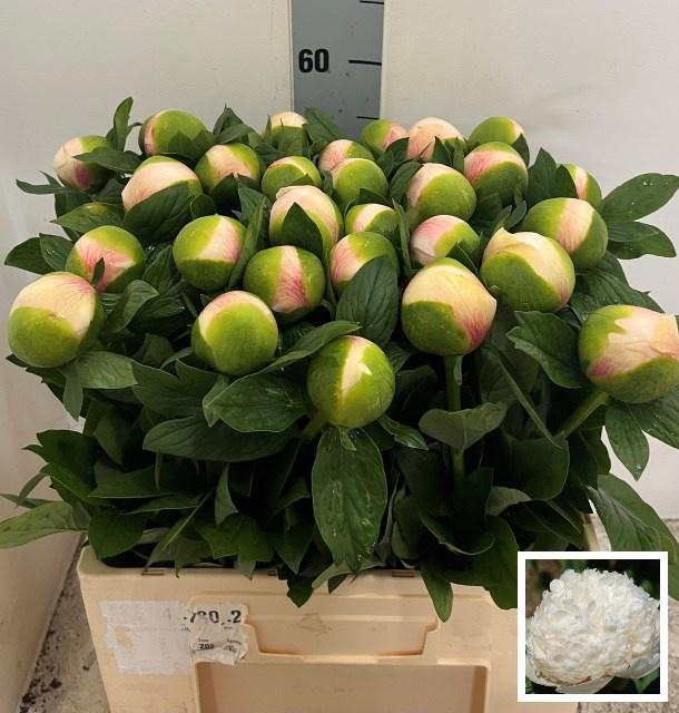 <h4>PAEO COL OWEN COUSIN</h4>