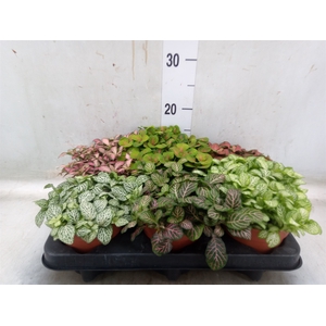 Fittonia   ...mix