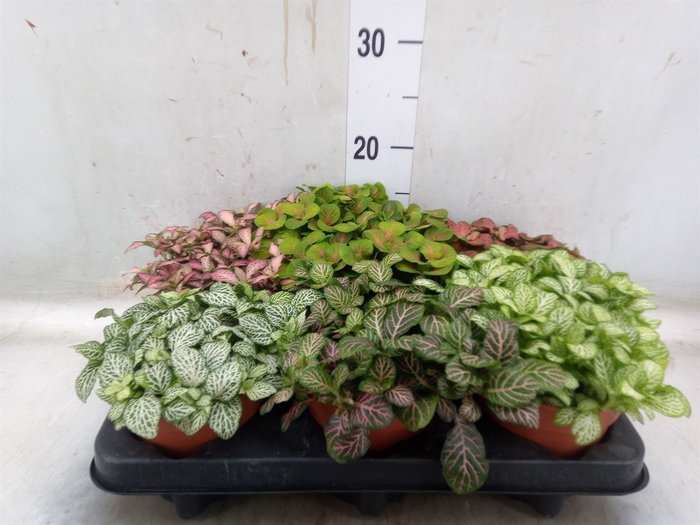 <h4>Fittonia   ...mix</h4>